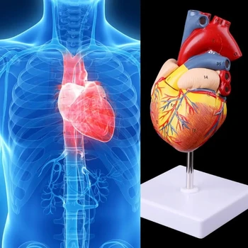 Медицински реквизит модел безплатно пощенски разглобяване анатомично човешко сърце модел анатомия медицински инструмент за преподаване